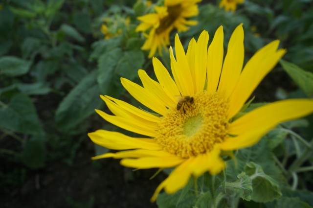 ���տ�������