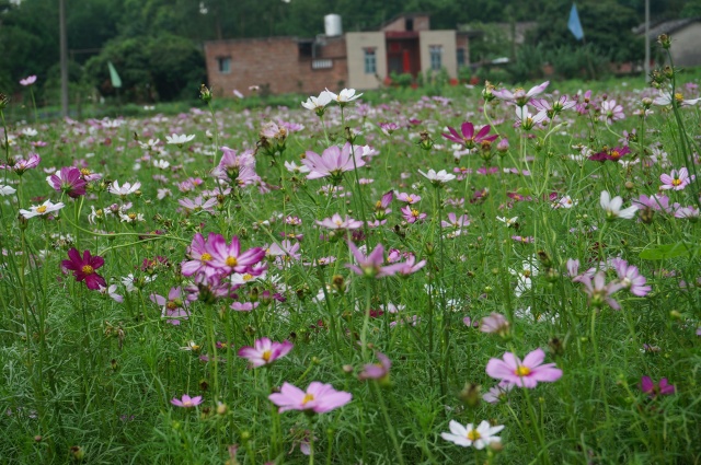 ����԰�ճ��ĸ�ɣ��